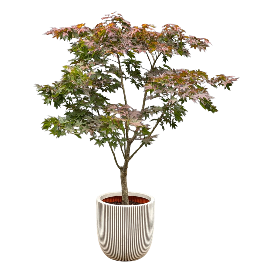 Ahorn Baum grün / rot